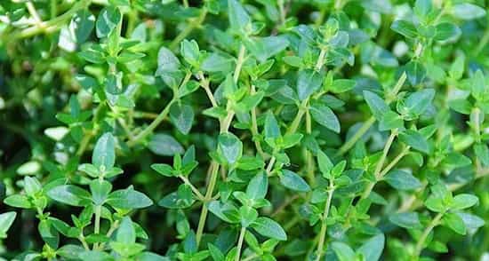 آویشن چیست و چه خواصی دارد؟