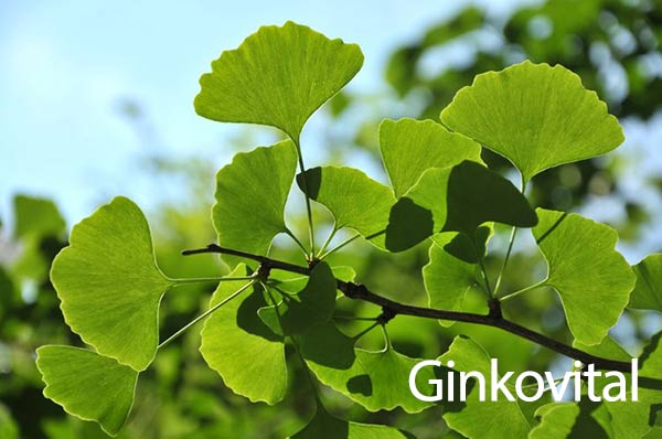 Ginkovital