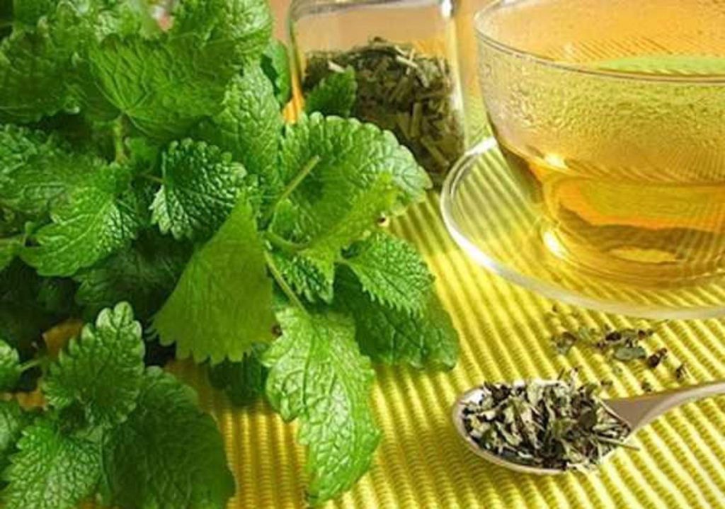 گیاه بادرنجبویه