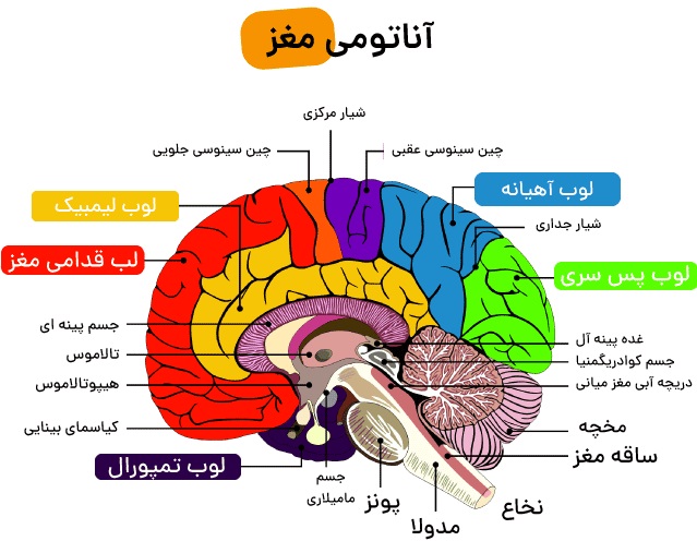 آناتومی مغز