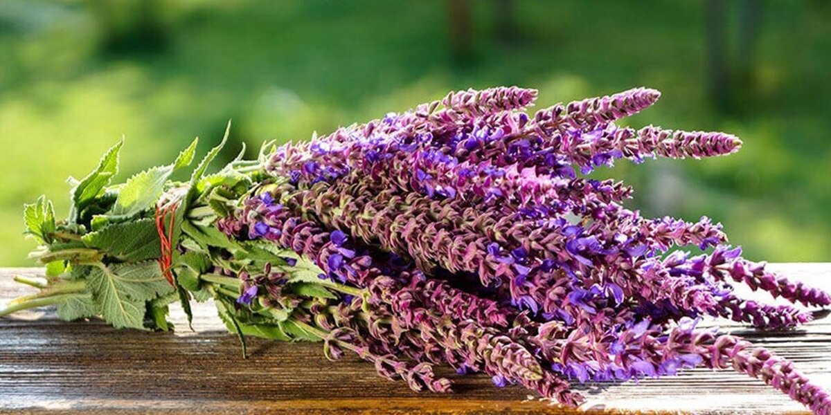 خواص مریم گلی برای مو و پوست